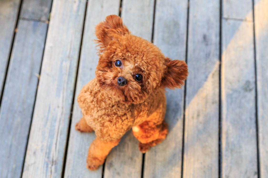 Descripcion general cachorro Caniche tamano pelaje y apariencia