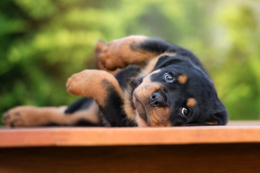 Descripcion general cachorro de Rottweiler tamano pelaje y apariencia