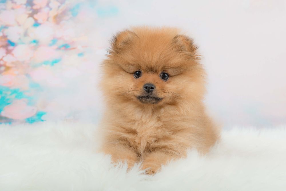 Descripcion general del cachorro de Pomerania tamano pelaje y apariencia