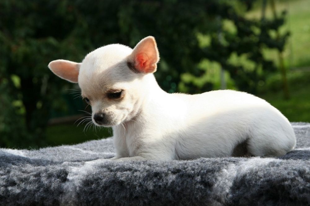 Diferencias entre el Chihuahua Miniatura o Toy y otras variantes