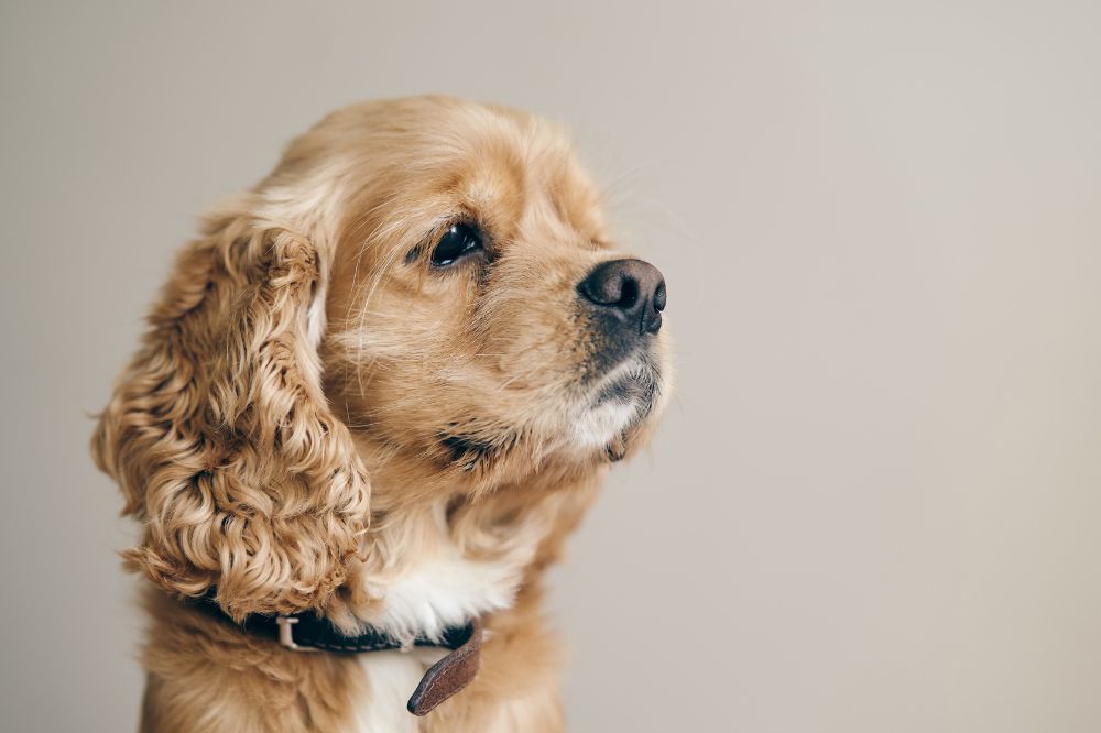 Enfermedades comunes del cachorro de Cocker Spaniel Ingle?s medidas preventivas