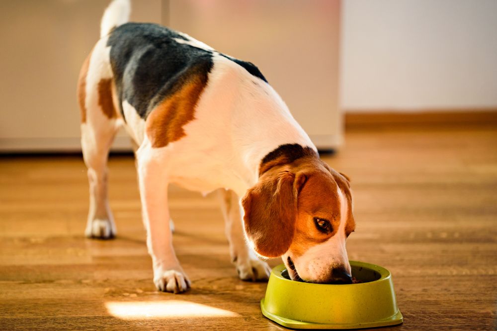 Esigenze alimentari del Beagle