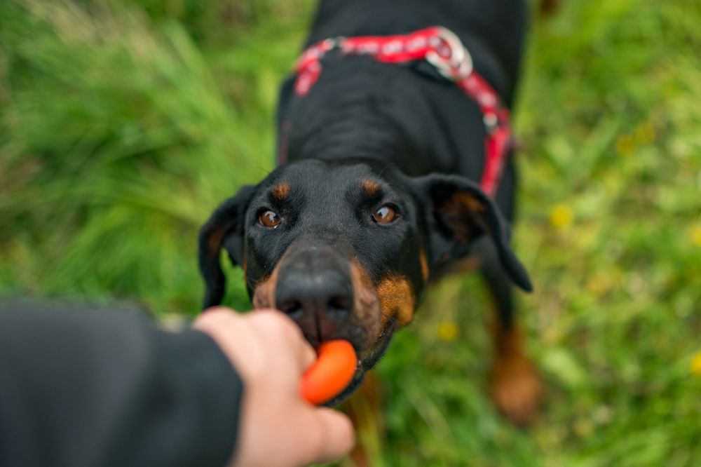 Esigenze alimentari del doberman