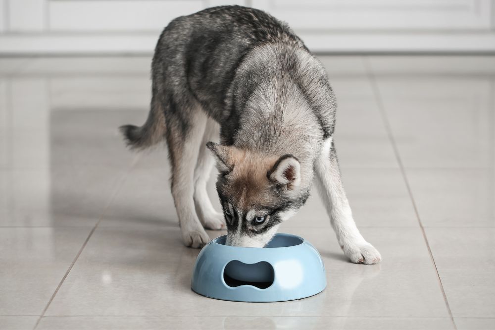 Esigenze alimentari dell' Husky
