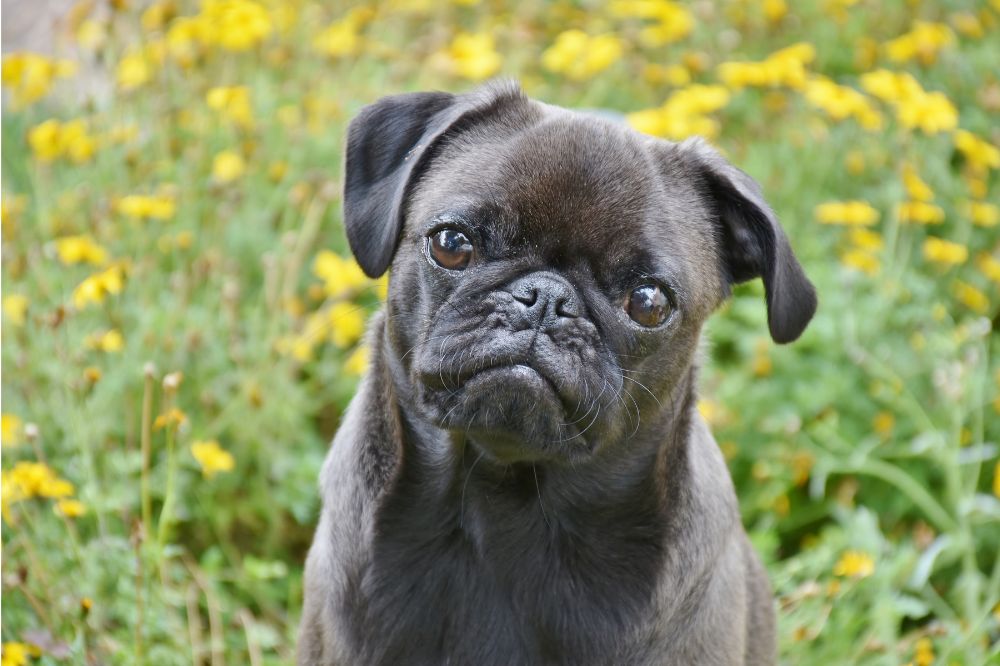 Importancia de adoptar cachorros