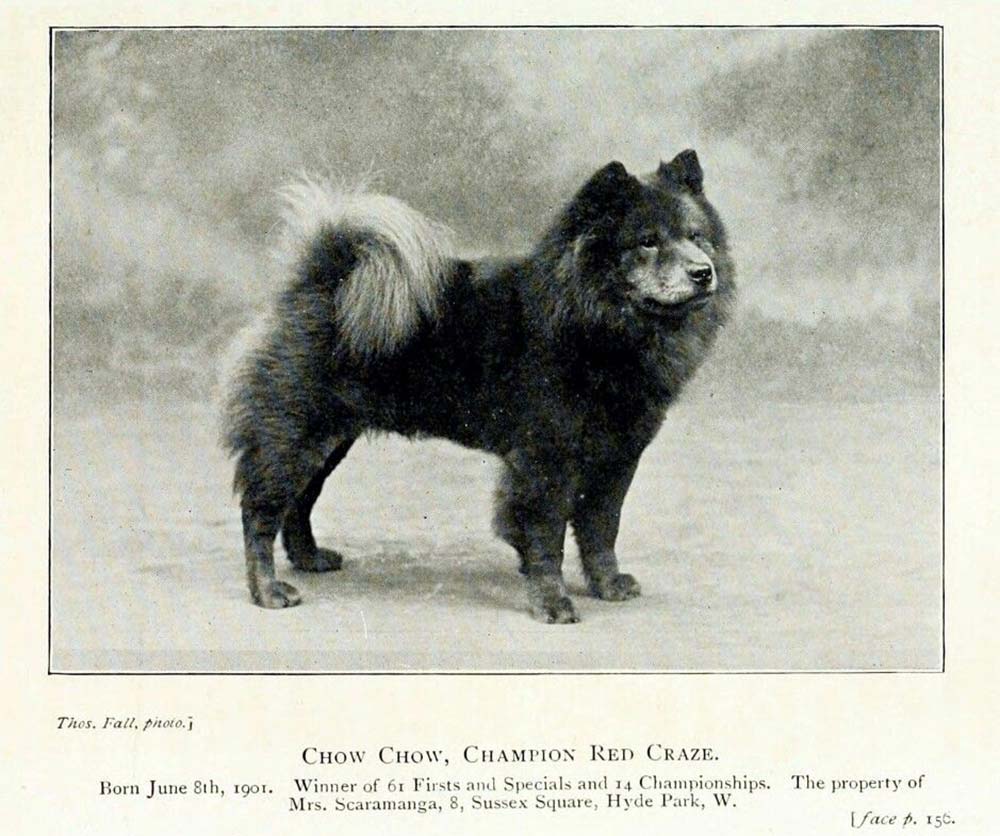 La storia Chow Chow