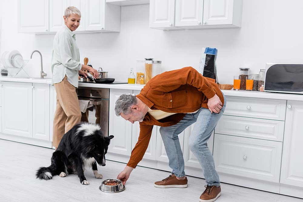 Le migliori opzioni di alimentazione per il Border Collie