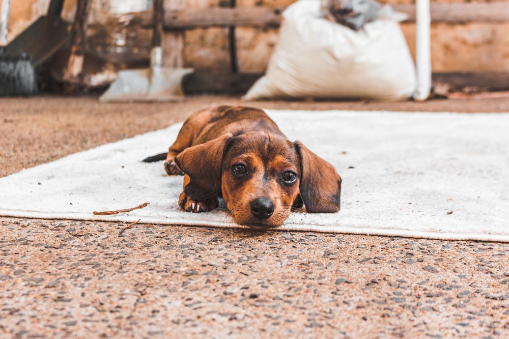 Los Dachshunds sufren de problemas de salud especi?ficos