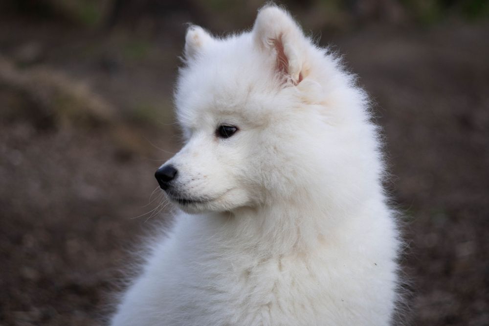 Los Samoyedos son adecuados para familias con nin?os pequen?os