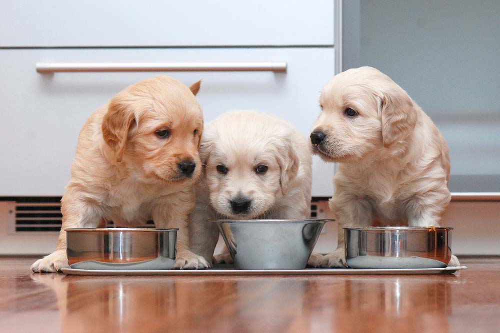 Nutrire i cuccioli