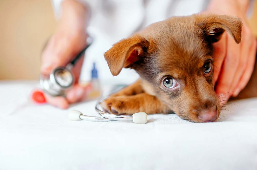 Nutrire i cuccioli