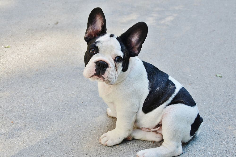 Preguntas frecuentes sobre el Bulldog Frances blanco y negro