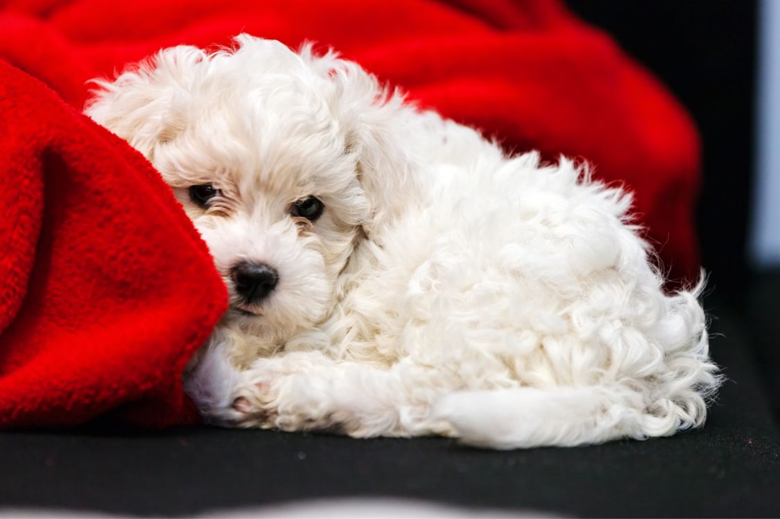 Preguntas frecuentes sobre el cachorro Caniche