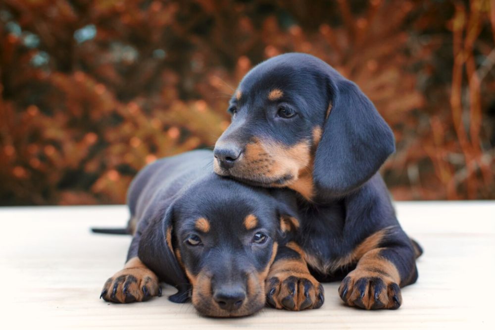 Preguntas frecuentes sobre el cachorro Doberman