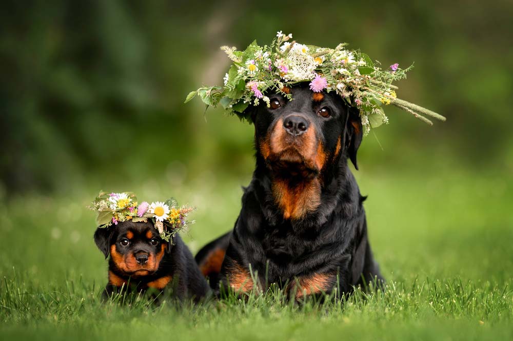 Preguntas frecuentes sobre el cachorro de Rottweiler