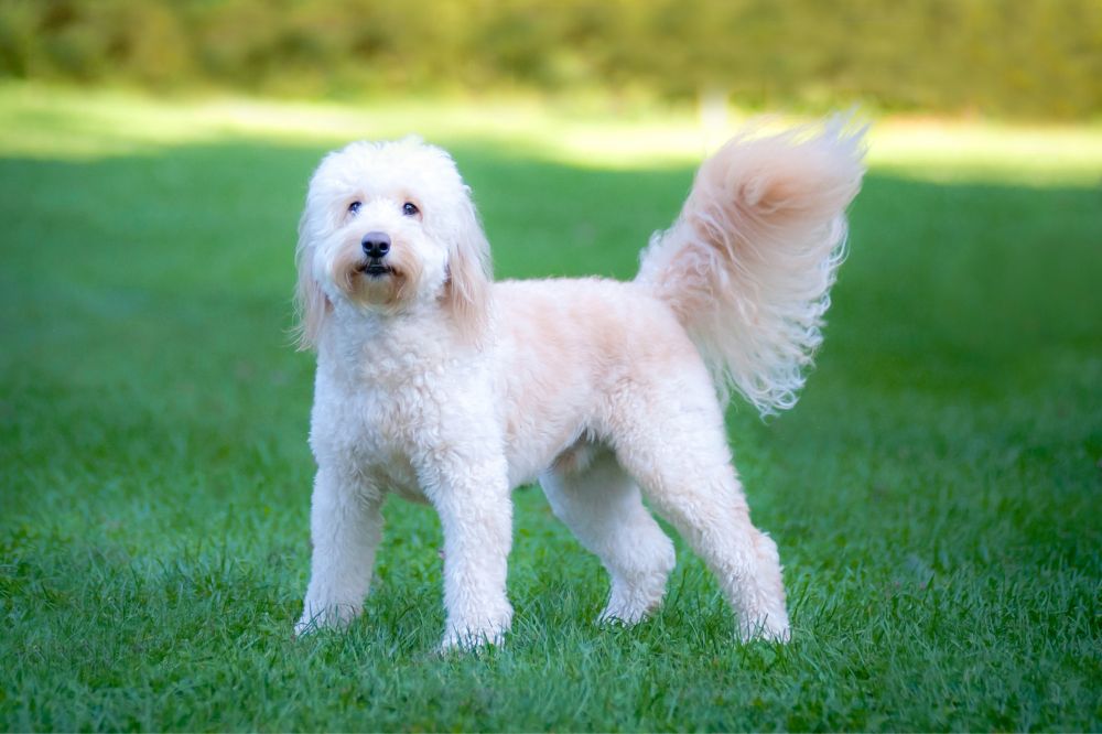 Qual è la migliore dieta per un Goldendoodle?