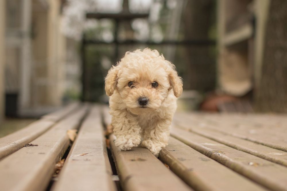 Quantita? e frequenza dell'alimentazione per cani di piccola taglia