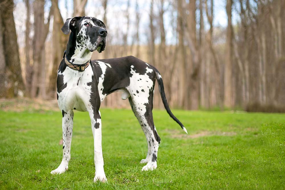 Razze di cani con macchie di alano