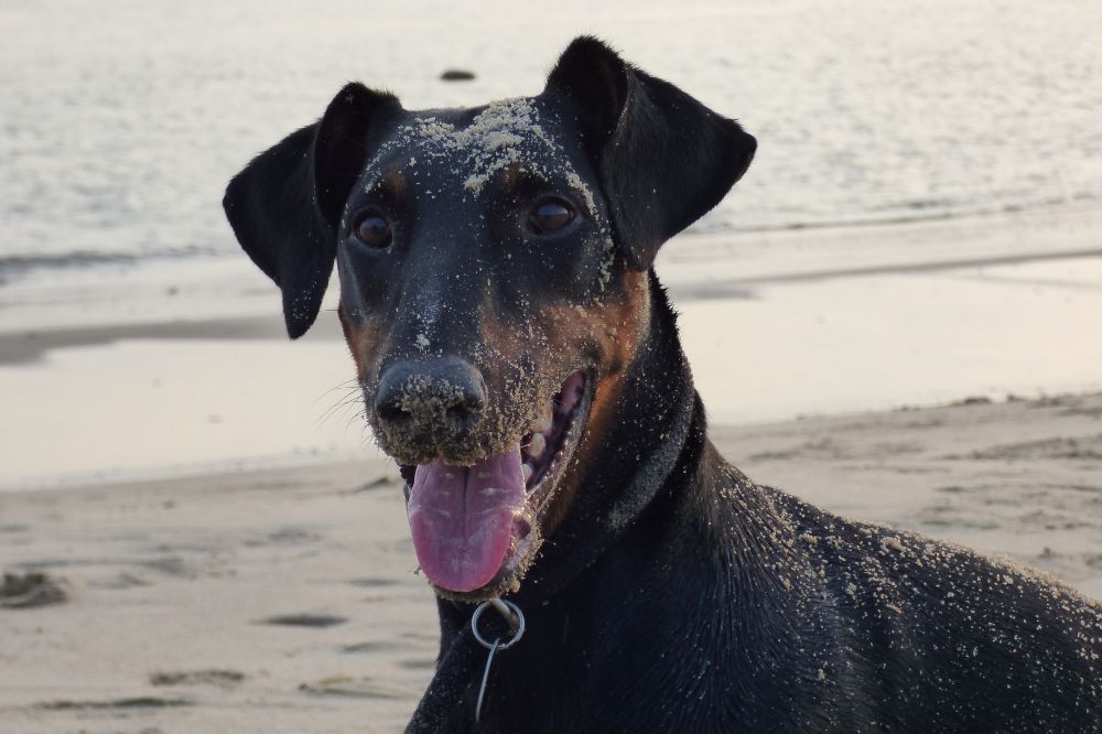 Se cuentan entre las razas caninas ma?s astutas y ha?biles