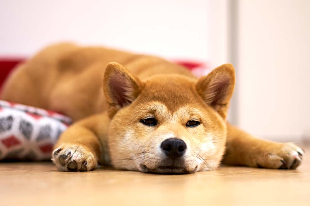 Shiba Inu malato