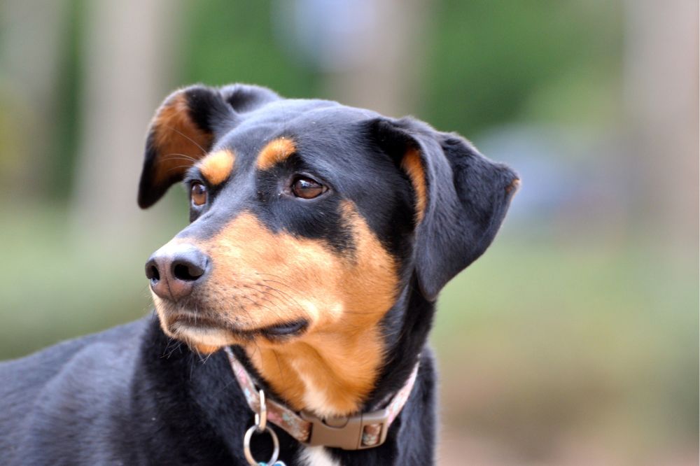 Surgieron de la cruza entre distintas razas caninas