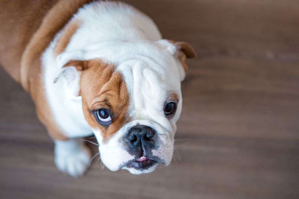 Tipi di alimenti per cani di razza media