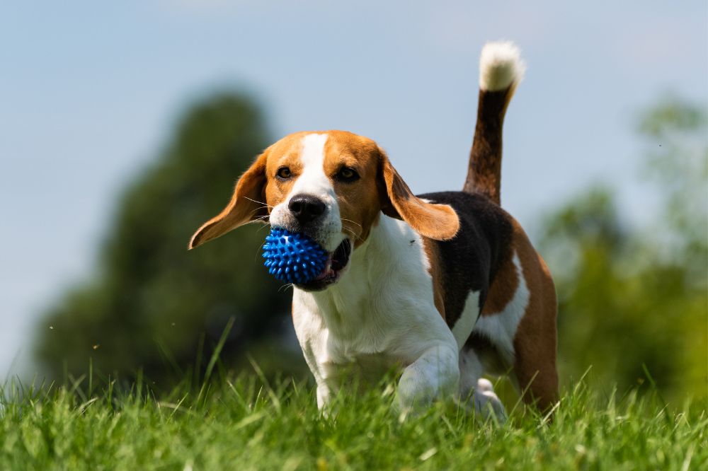 Vantaggi dell' alimentazione naturale per il Beagle