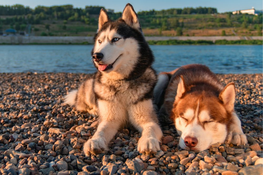 Vantaggi dell'alimentazione naturale per gli Husky