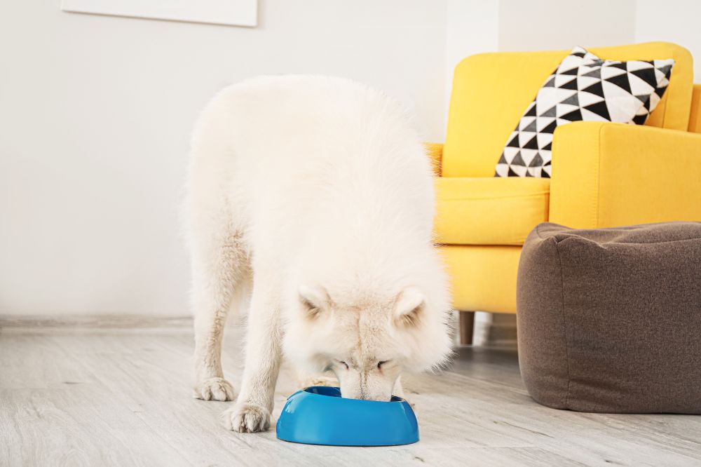 Vantaggi dell'alimentazione naturale per il Samoiedo