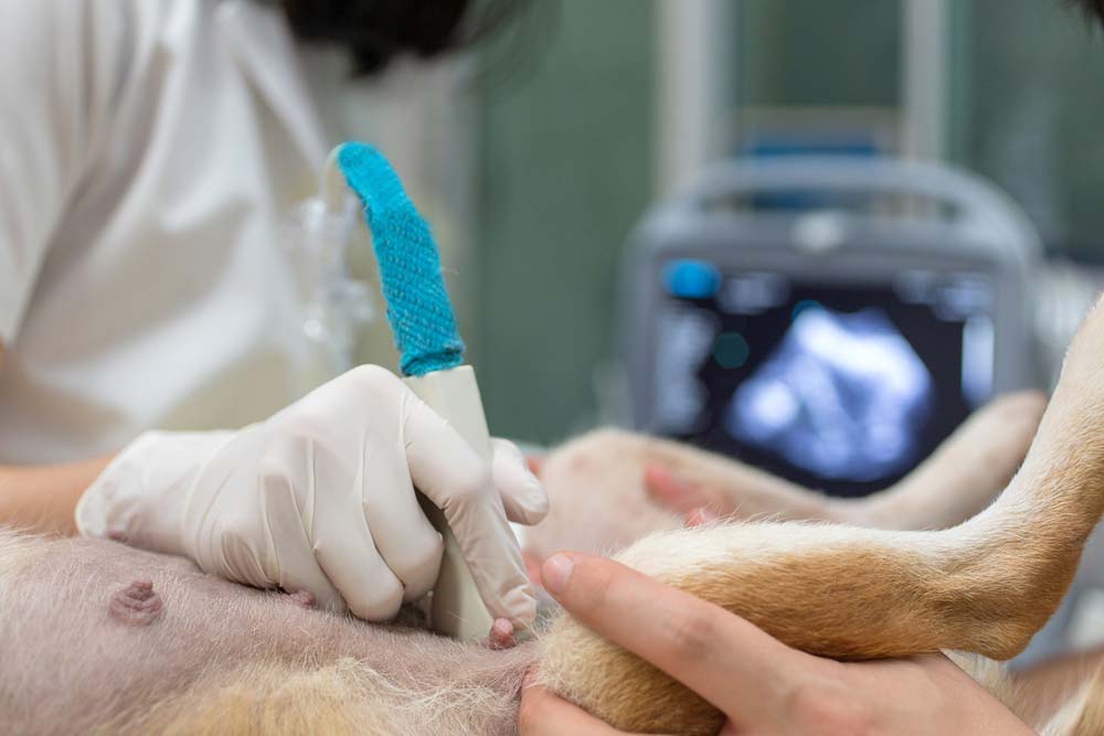 Veterinario cane incinta
