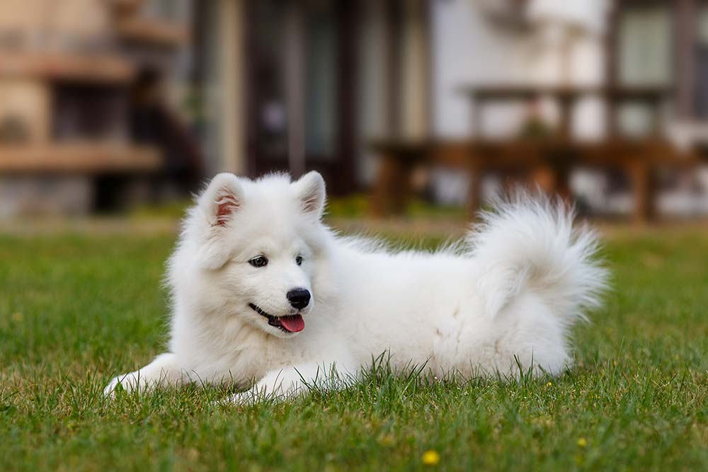 carattere Samoyedo