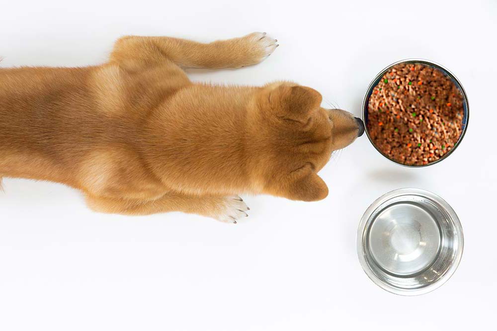 cibo shiba inu