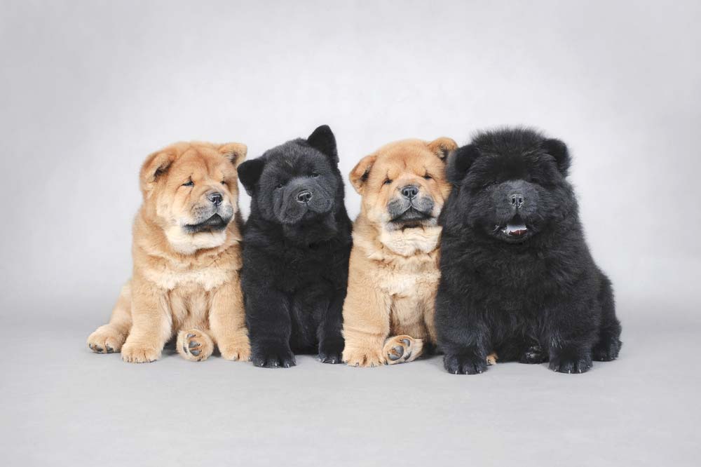 cuccioli di chow chow