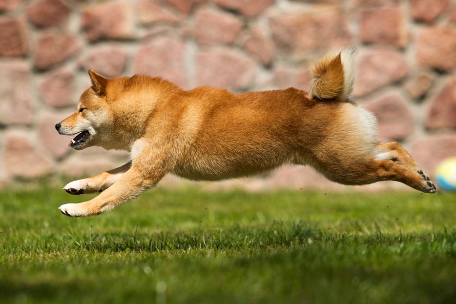 esercizio shiba inu