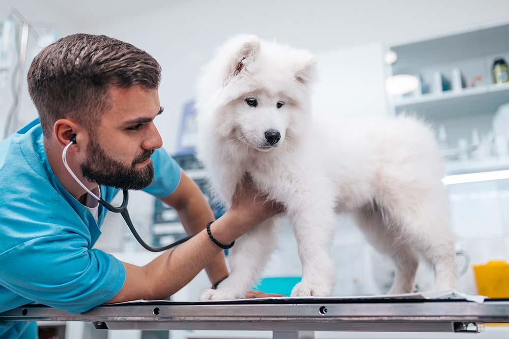 veterinario Samoyedo