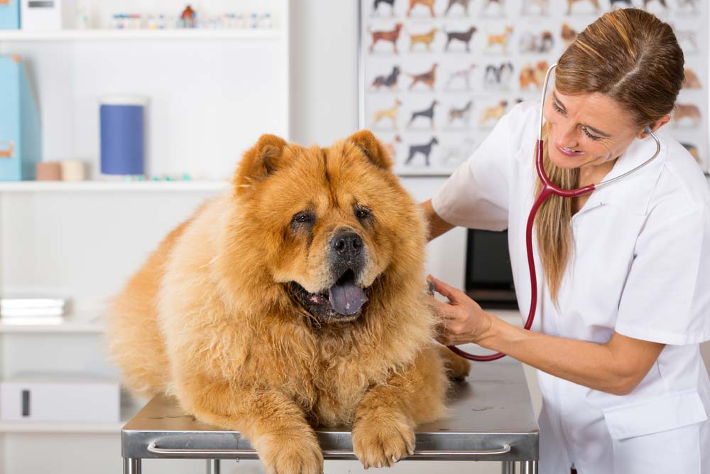 veterinario chow chow