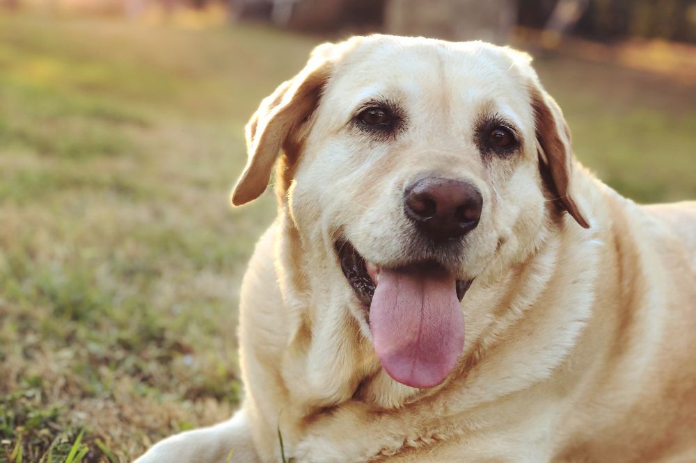 aspetti curiosi dei Labrador che vale la pena conoscere