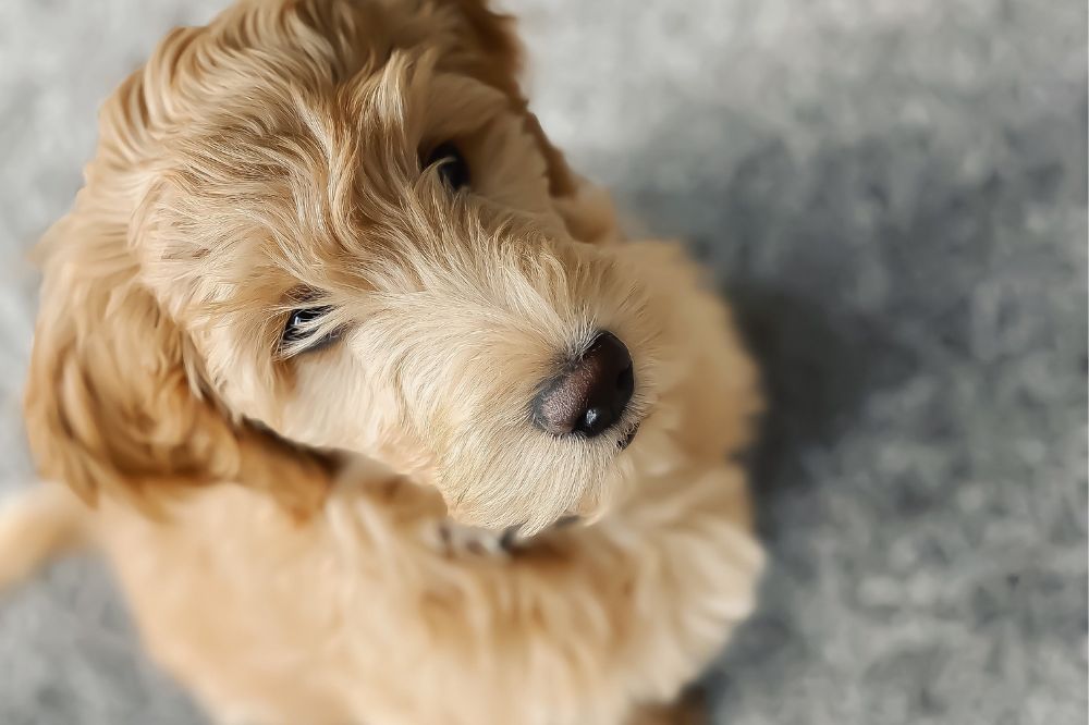 curiosita? sul Goldendoodle che dovresti sapere