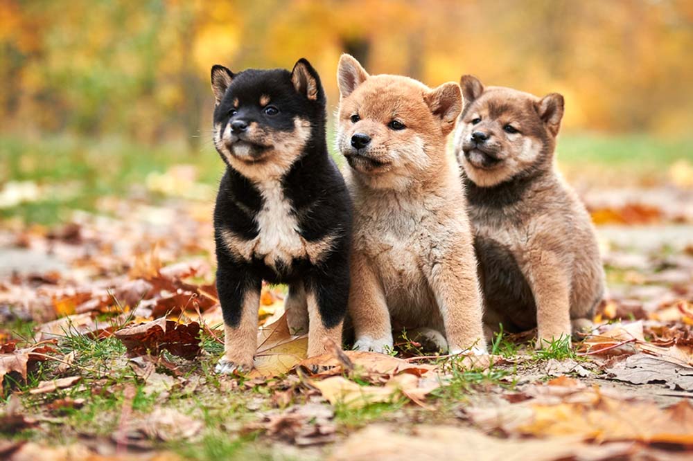 Cappotto in colori Shiba Inu