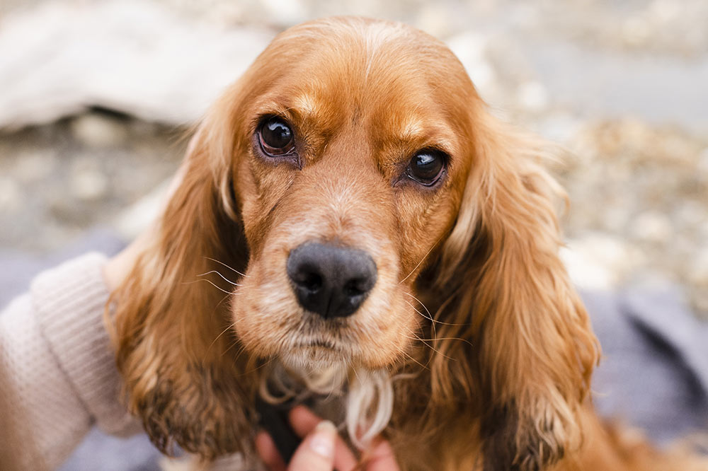 Carattere del Cocker Spaniel Inglese