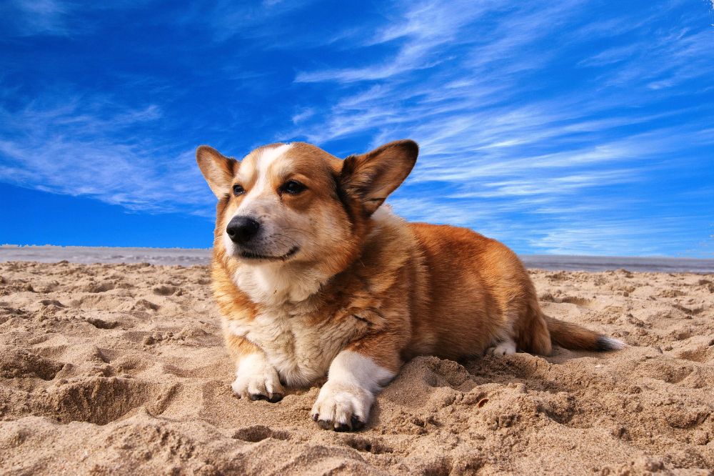 Cibi da evitare per i Corgi