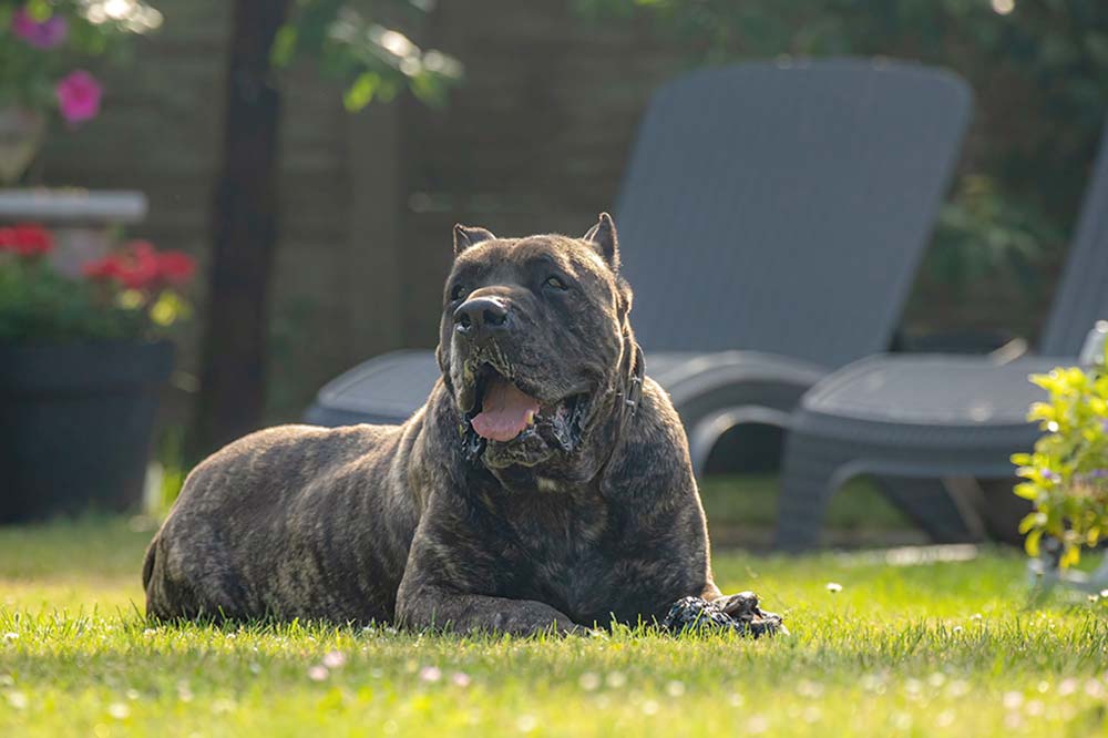 Comidas que evitar para el Presa Canario