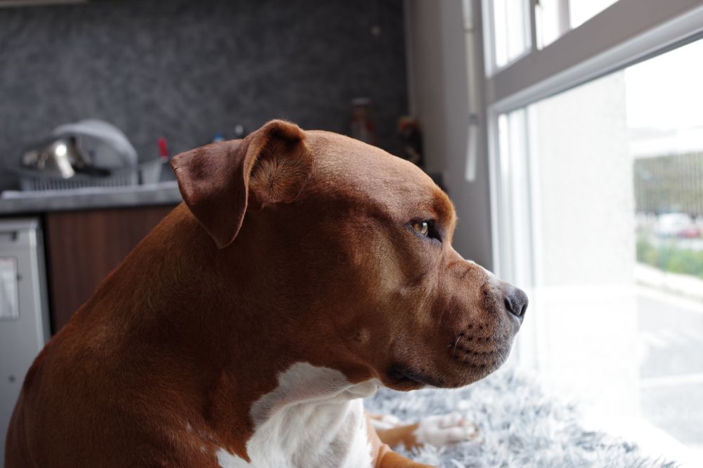 Conoce las curiosidades ma?s destacadas y fascinantes del Pit Bull Terrier americano