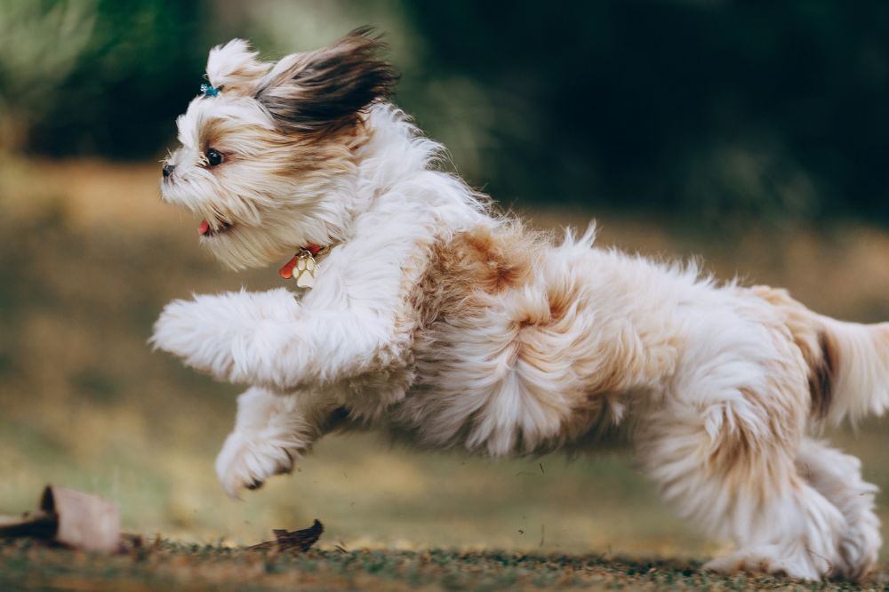 Consejos para una correcta socializacio?n desde cachorro