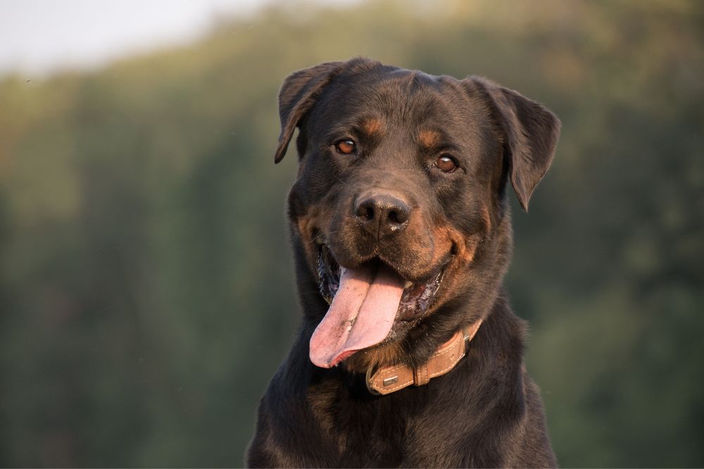 Consigli pratici per il proprietario del Rottweiler