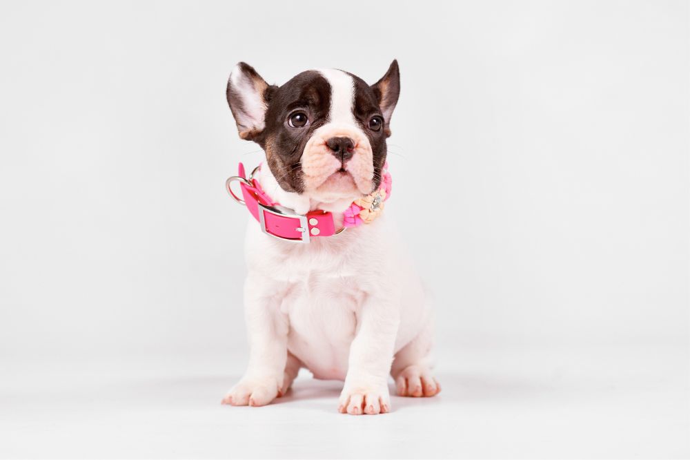 Crianza y socializacio?n del cachorro de Bulldog France?s