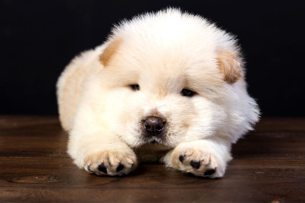 Crianza y socializacio?n del cachorro de Chow Chow