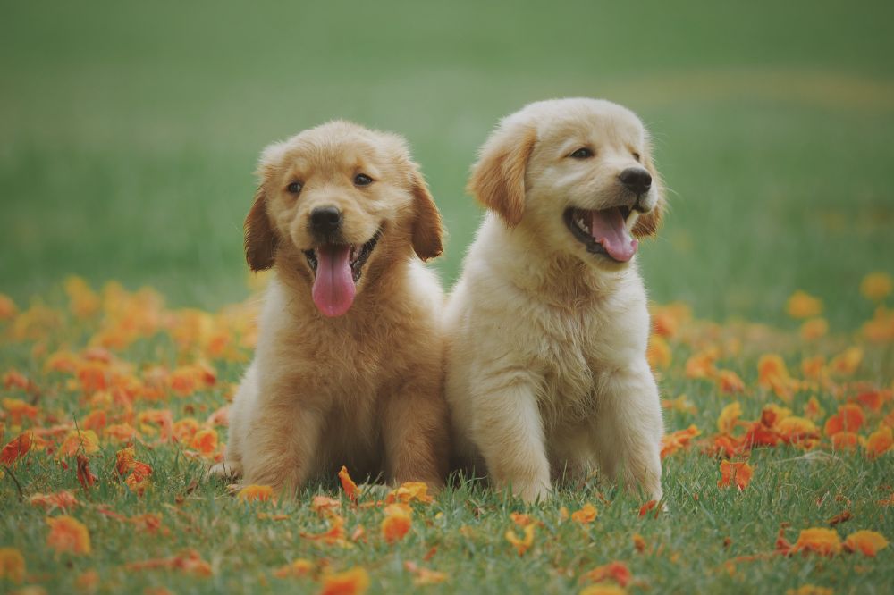 Crianza y socializacio?n del cachorro de Golden Retriever
