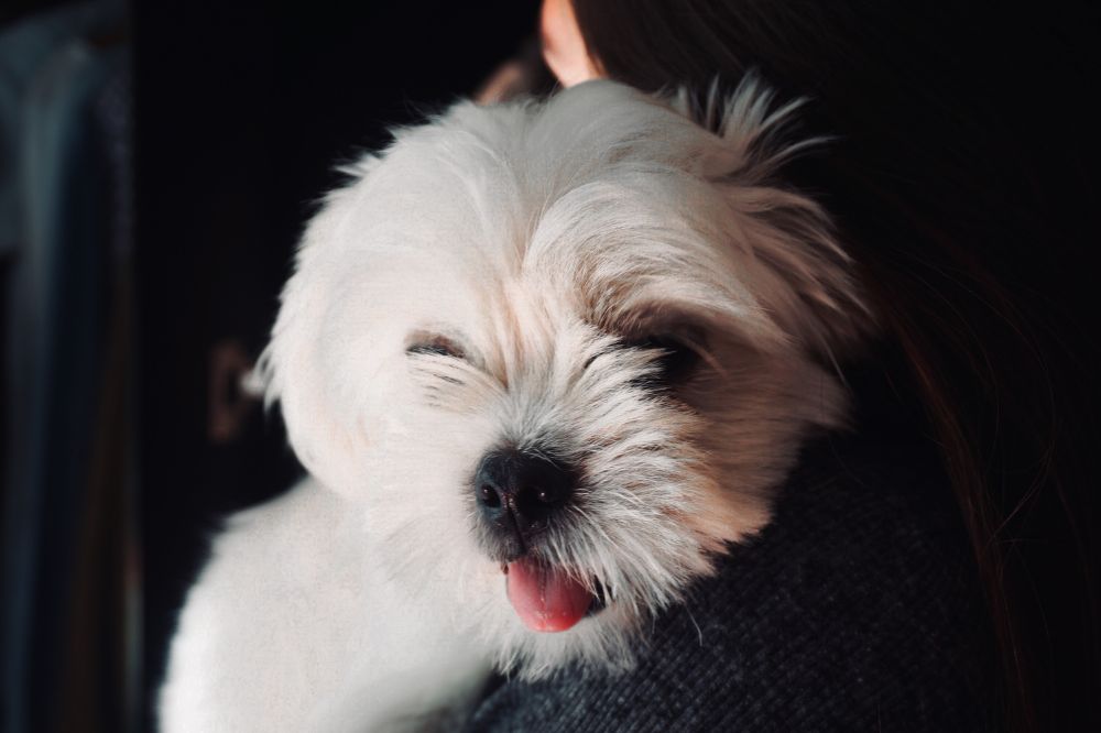 Crianza y socializacio?n del cachorro de Shih Tzu