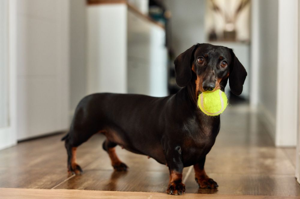 Cuidado a tu Dachshund con la mejor alimentacio?n natural